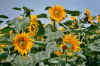 Image016.jpg (120843 Byte)