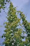 Image019.jpg (137888 Byte)