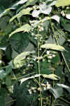 Image020.jpg (112567 Byte)