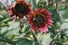 Image021.jpg (90305 Byte)