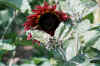 Image022.jpg (90237 Byte)